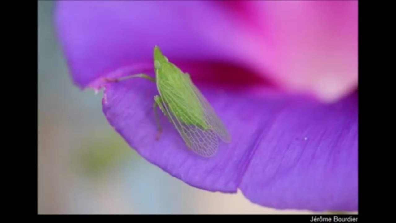 Fleurs et vie