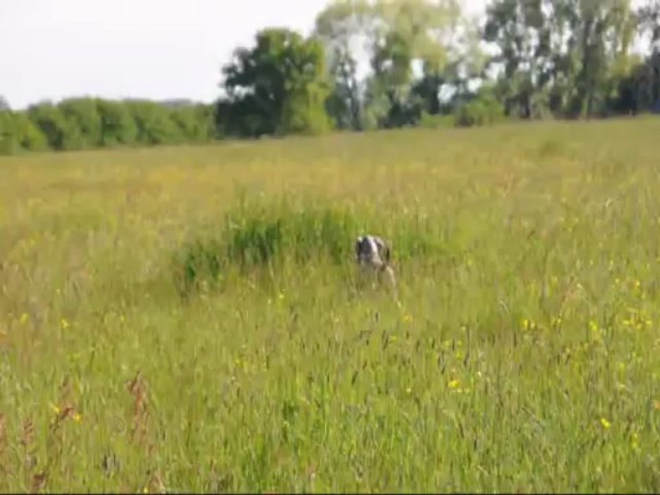 Magic 3.5mois arret sur caille