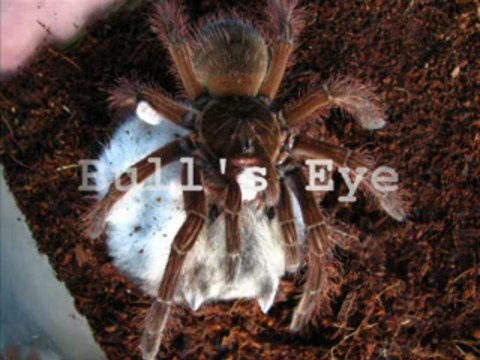 Kadıköy günlük kiralık daire ev 05426834113 sahibinden kadıköy istanbul anadolu günlük kiralık sahibinden apart pansiyon otel rezidans kadıköy sahibinden evler