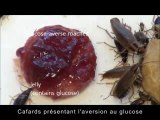L’aversion au glucose des blattes
