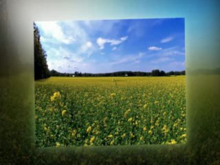 Radmila Dimic i NO Carevac - Zapevala bulbul ptica