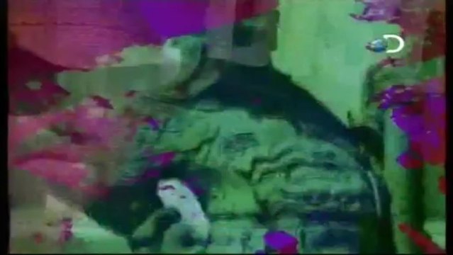 Discovery na Escola - Tudo Sobre: O Poder dos Genes [Discovery Channel]