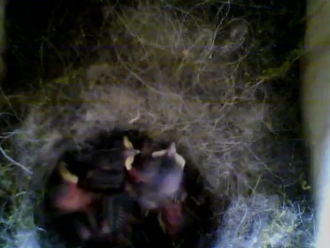 NICHOIR MESANGE 29/05/2013 09h15 :: déjà beaucoup plus gros...7 jours