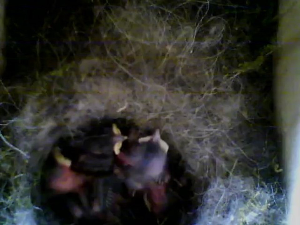 NICHOIR MESANGE 29/05/2013 09h15 :: déjà beaucoup plus gros...7 jours