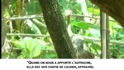 Une autruche sème la panique dans une ville chinoise