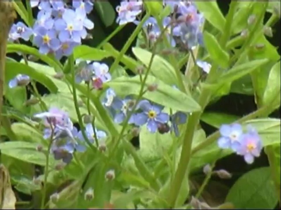 Gartenimpressionen