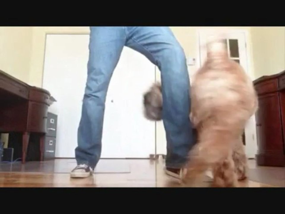 Entraînement de deux chiens en renforcement positif avec la méthode clicker.