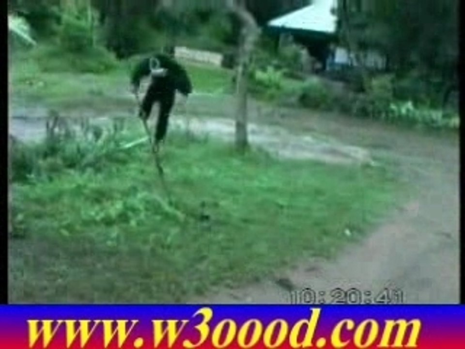 monkeydog7