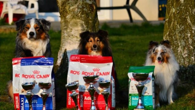 Dust sélection championnat de France d'agility 2013