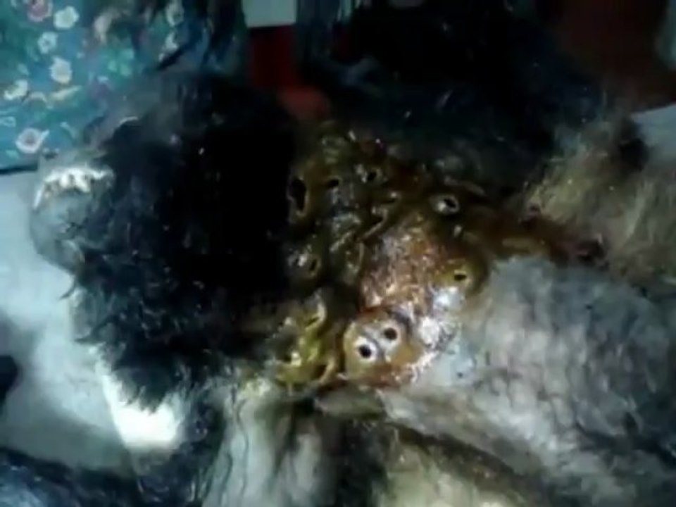 Singe infecté par des larves de mouches