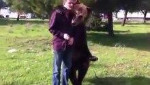Дрессированный медведь