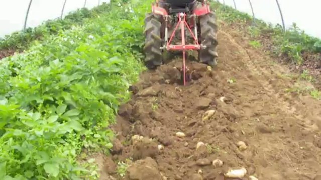 Arrachage pommes de terre nouvelles en serre