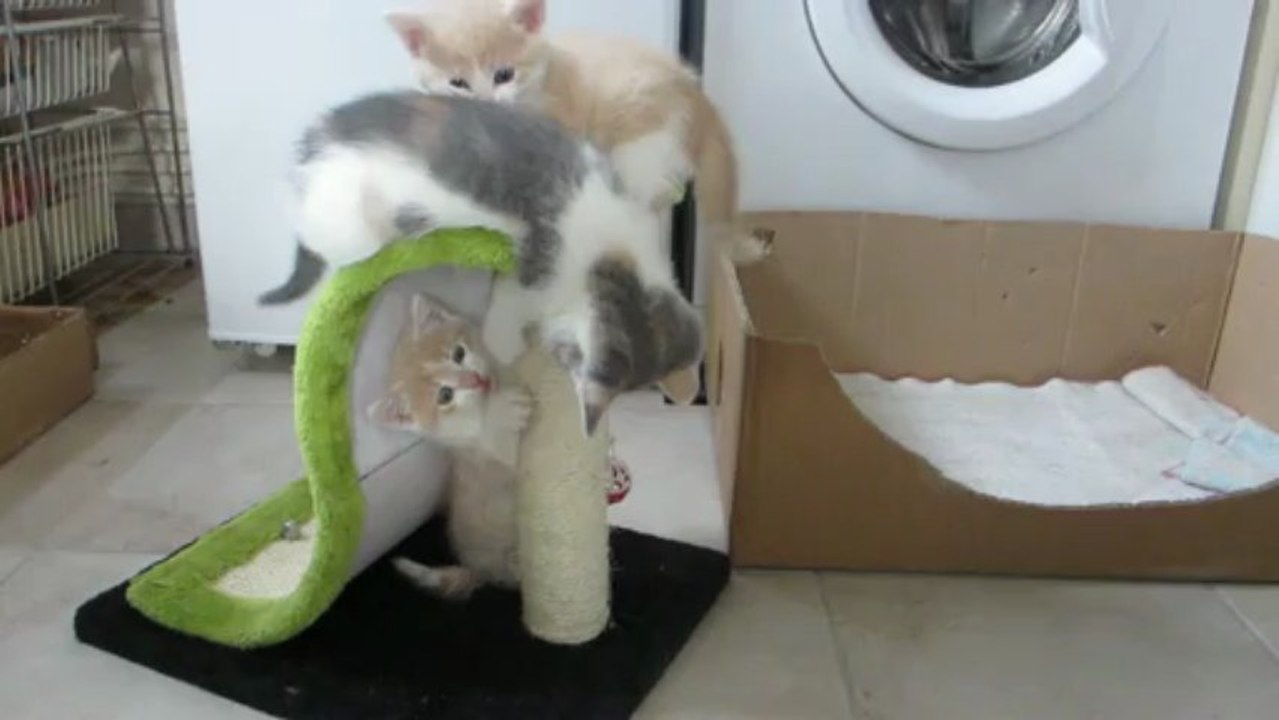 Jeux sur l'arbre à chats