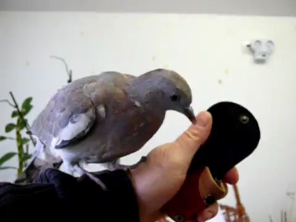 Coco le pigeon adore l'atelier