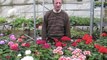 Le Ployron: William Grévin cultive la passion des fleurs