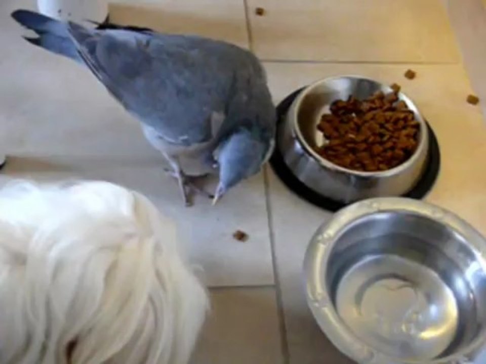 Coco adore les croquettes de Fany le chien