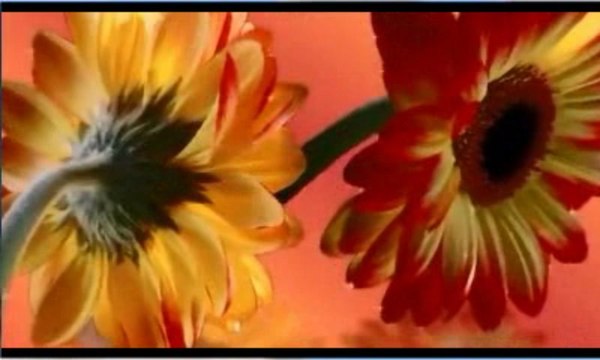 Kıvırcık Ali Oy Gülüm Gülüm Gülüm