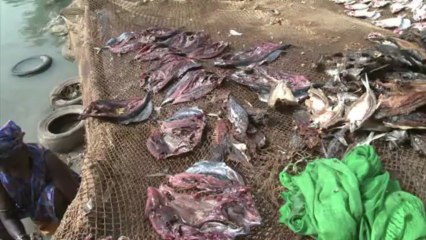 Au Nord du Sénégal, l'État se tourne vers la pisciculture