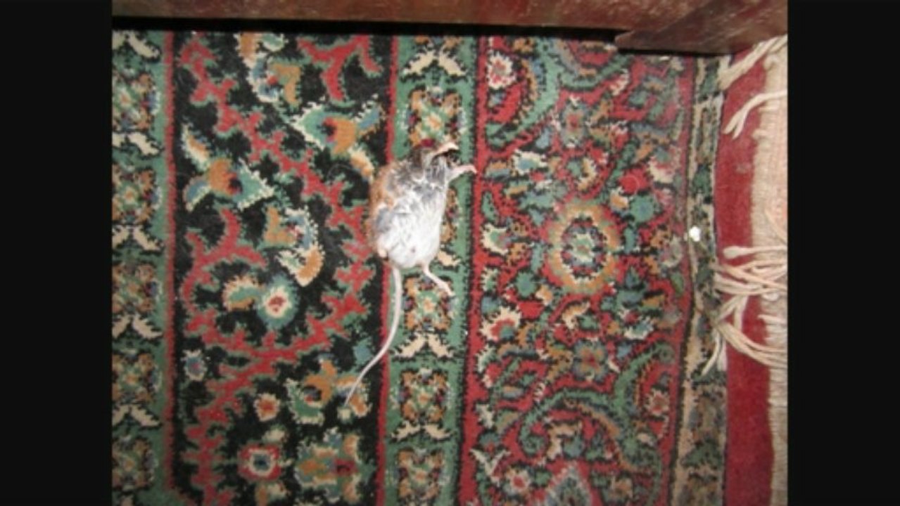 parfois la grande faucheuse me fatigue mais dans les faits je m'y habitue