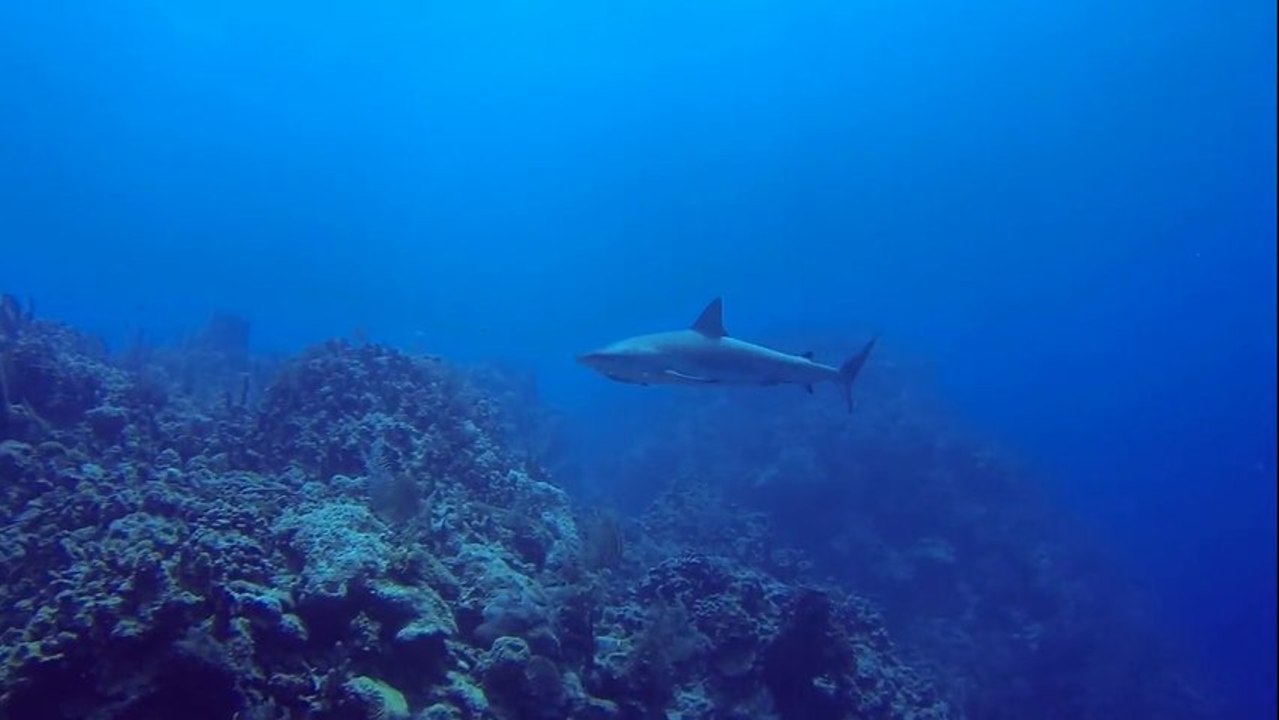 Turneffe Reef diving video 2013 Belize