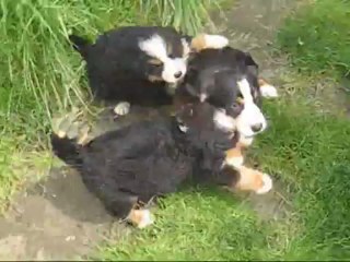 IBIZA CALIENTE - Chiot Grand Bouvier Suisse Ginny x Chorten Février 2013