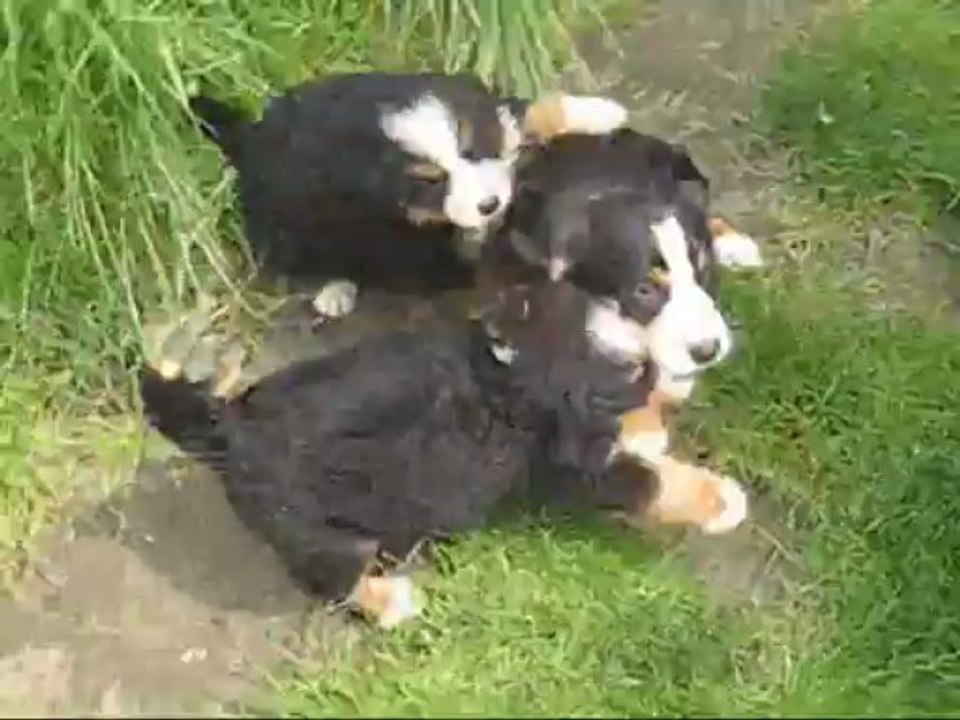 IBIZA CALIENTE - Chiot Grand Bouvier Suisse Ginny x Chorten Février 2013