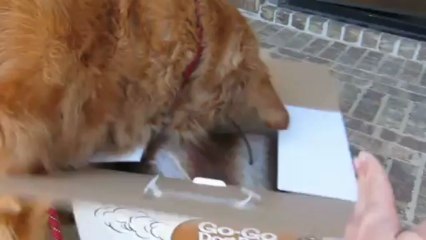 Riley receives his Go-Go Pal in the Mail...