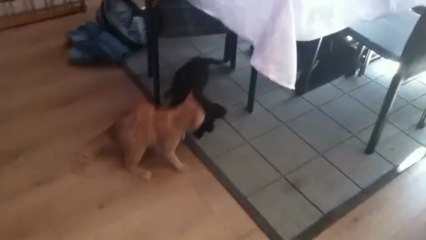 Chien et chat : 1er round