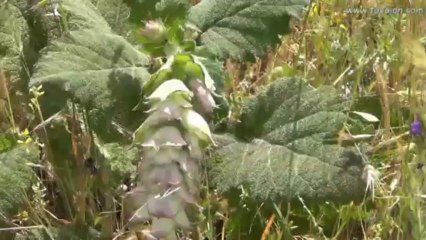 Tovoion News Channel ΠΕΡΙΗΓΗΤΕΣ ΣΤΗΝ ΦΥΣΗ ΜΑΣ B΄ 29-5-2013