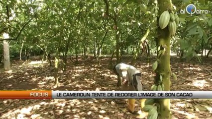 Le Cameroun tente de redorer l’image de son cacao