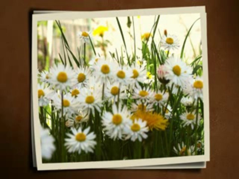 Sonja Perisic - Moj jablane, siri grane! (Uzivo)