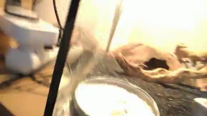 aménagement terrarium exo-terra gecko léopard