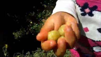 MİRZE ABİ DOMATES VE DUT KEYFİ:)))