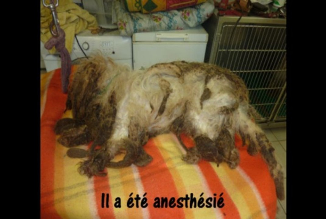 La tonte de l'extrême !