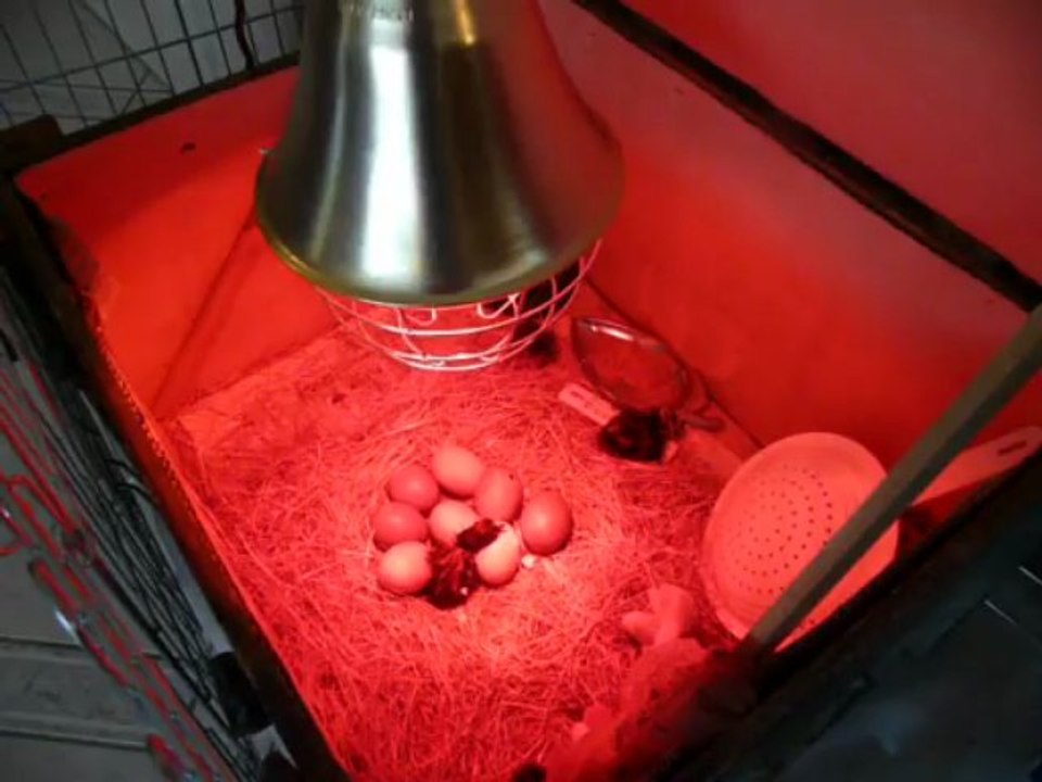 Naissance de poussins