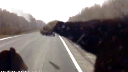 "Breakdancing Bear" Hit By Car In Russia
