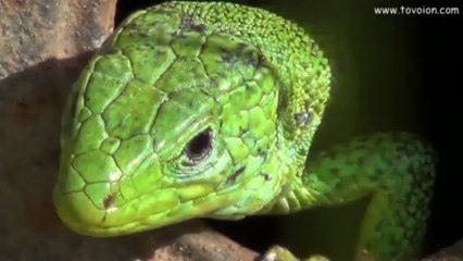 Tovoion News Channel ΠΕΡΙΗΓΗΤΕΣ ΣΤΗΝ ΦΥΣΗ ΜΑΣ Ά 29-5-2013