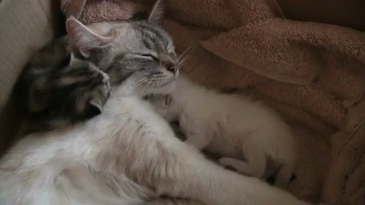 Chatons nés le 21 mai 2013