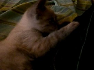 BOOSTER GROS PEPERE