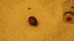 How to explode a tick ... Disgusting!