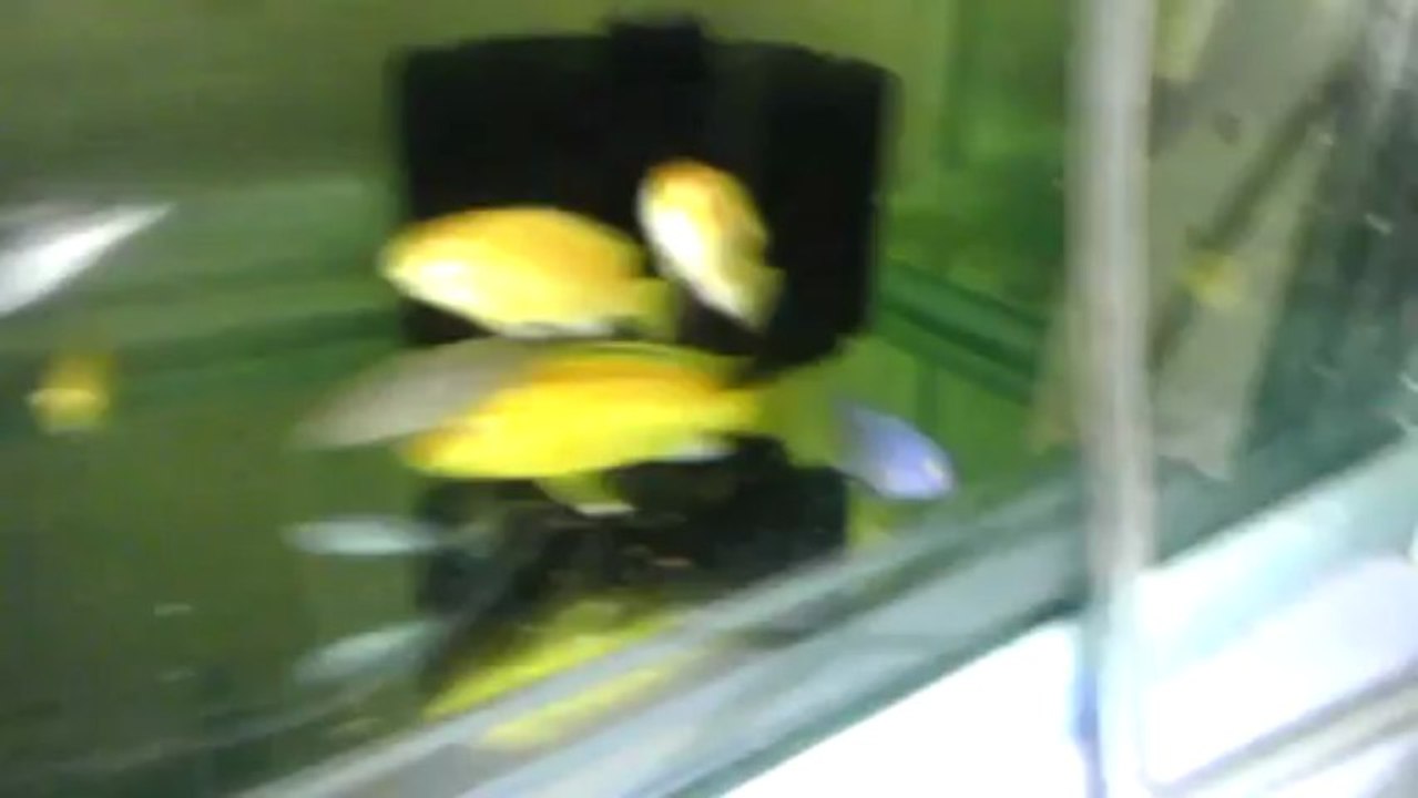 VIDEO0136