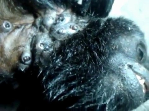 Horrible! A monkey infected by fly maggots!