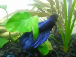 Maximus rejoint le 8L