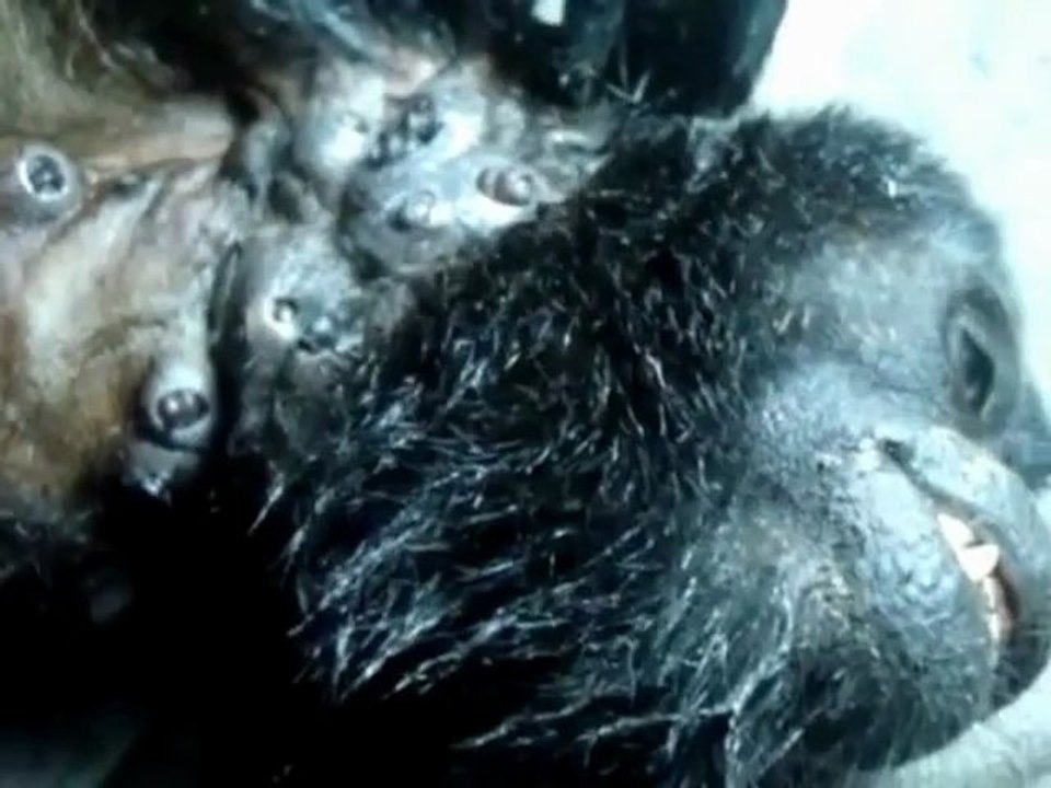 Dégeux! Un singe infecté par des larves de mouches