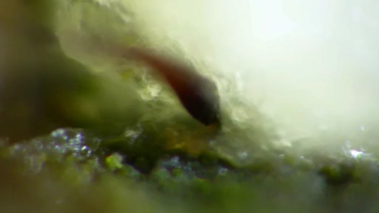 Curculio glandium