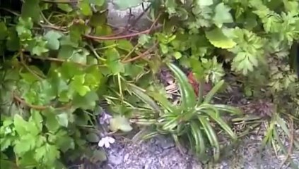 Wild food hunting on Glastonbury tor. pt1