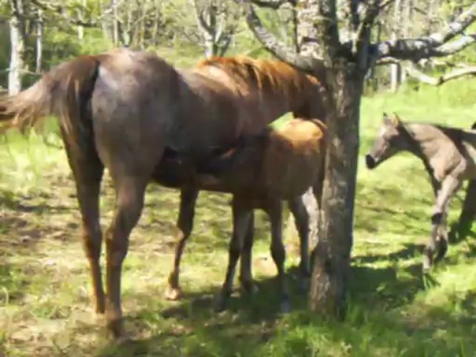 3 poulinières Appaloosa Aphc suitées de leurs poulains (ONC) de 2013