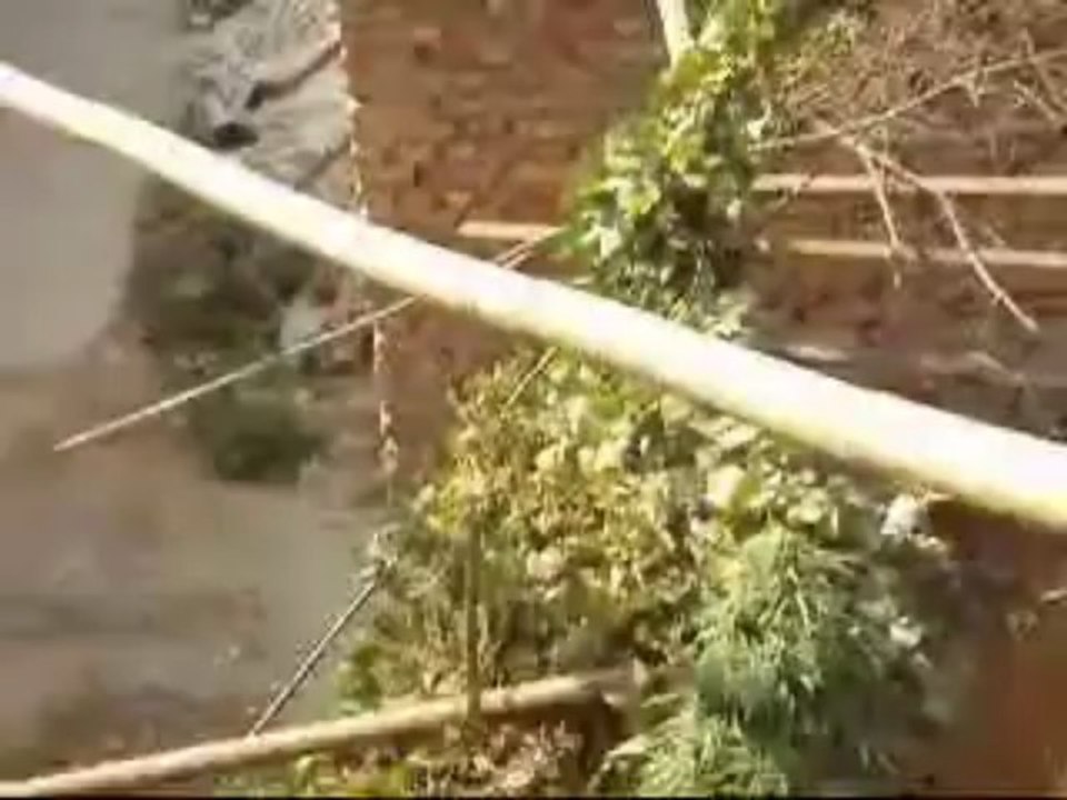 ganja garden