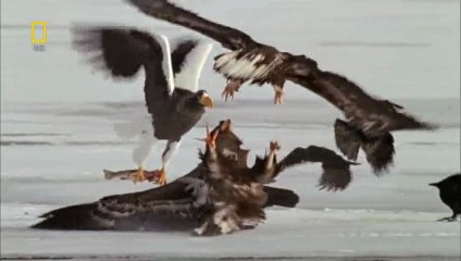 NG | Vahşi Rusya: Kutuplar