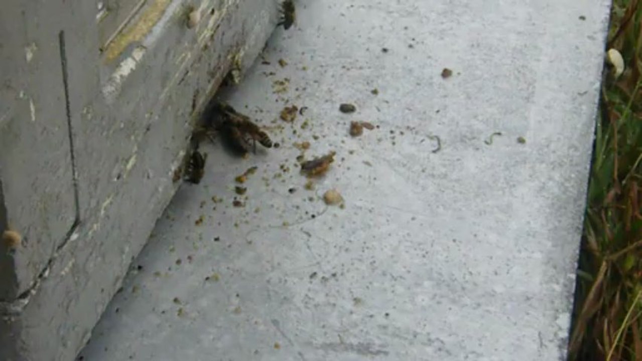 abeilles en retenant une autre puis la relachant